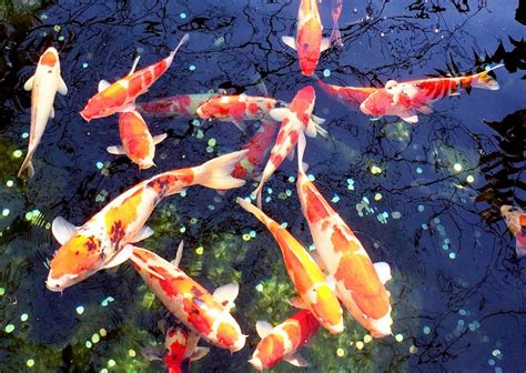 日本錦鯉魚